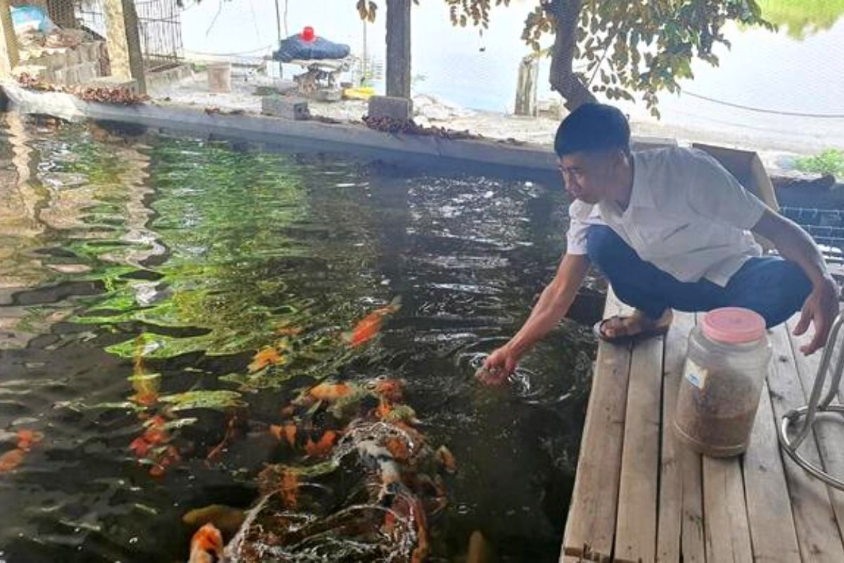 Bệnh và Vấn Đề về Sức Khỏe của Cá Koi