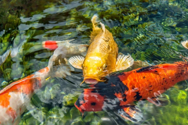 Cách chế biến thức ăn tự nhiên cho cá koi