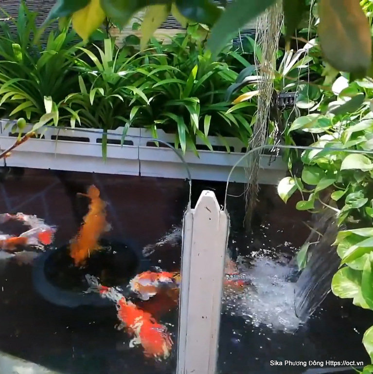 Thiết kế hệ thống chống thấm hồ cá Koi - Những yếu tố cần thiết