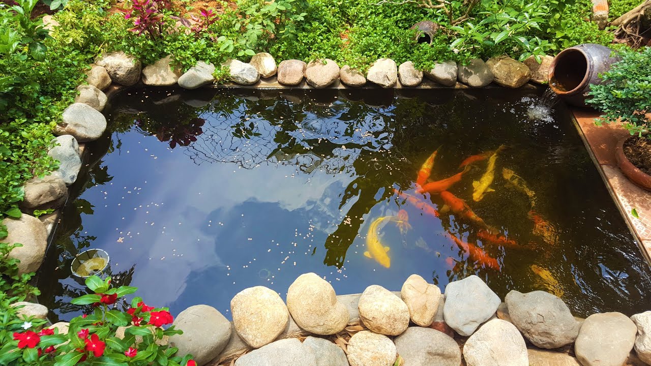 Hướng dẫn thiết kế hồ cá Koi và sử dụng chấm chống hồ cá Koi