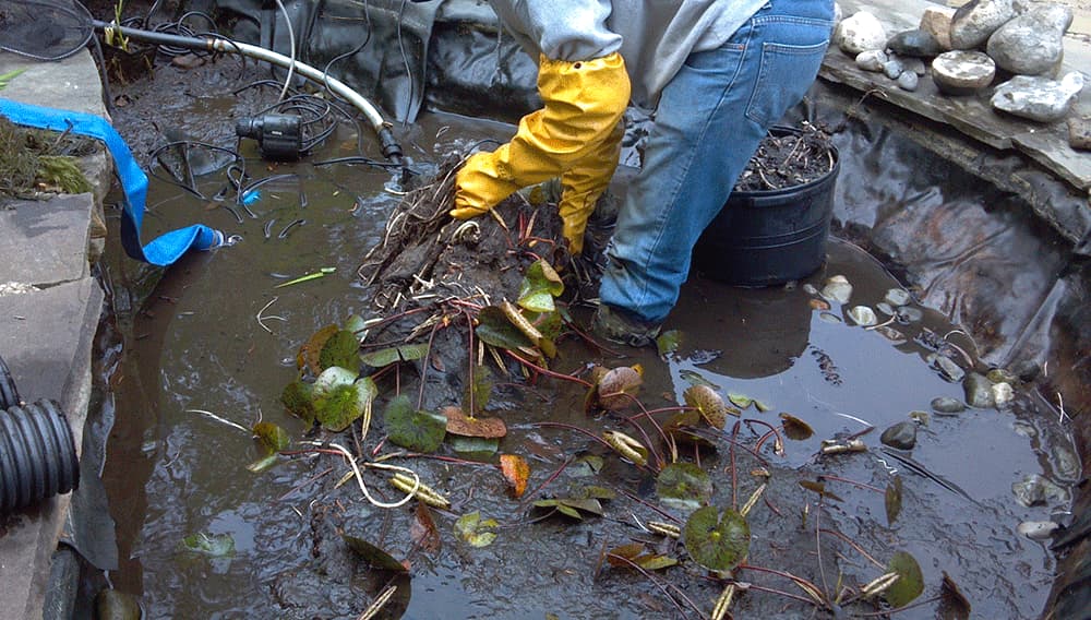 vệ sinh hồ cá Koi đúng chuẩn