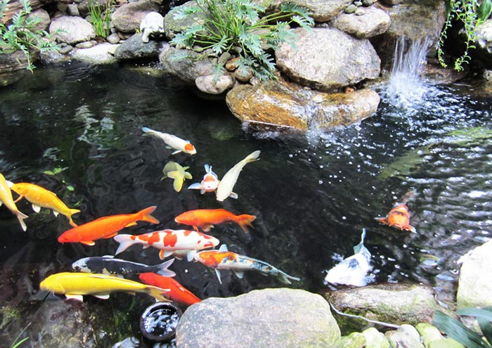 Thi công hồ cá koi