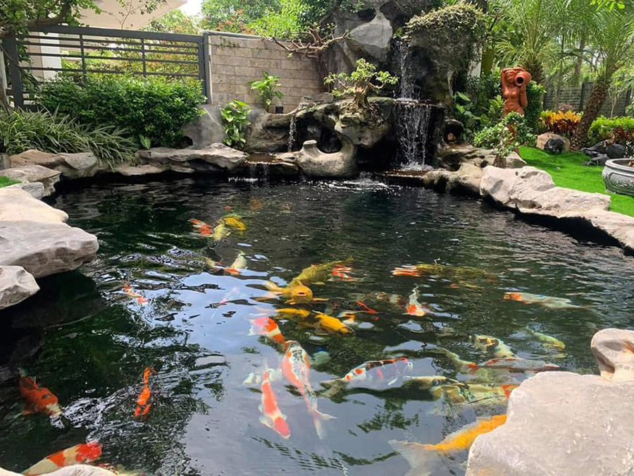 Hồ cá koi đẹp với kết cấu làm bằng bê tông cốt thép