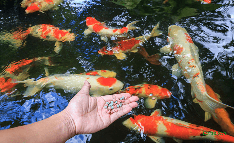 thức ăn cho cá koi