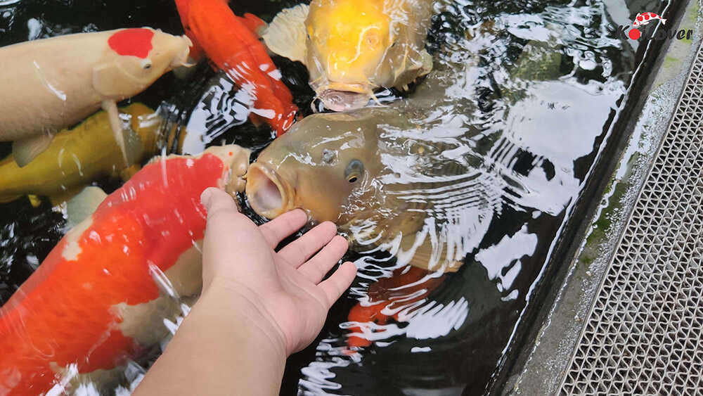 thức ăn cho cá koi