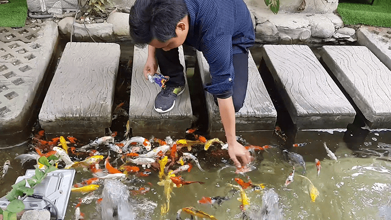 thức ăn cho cá koi