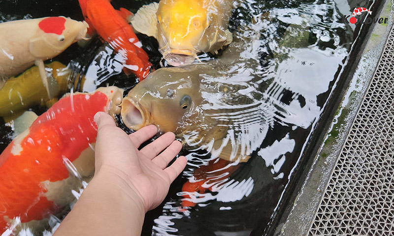 Cách chăm sóc cá Koi để nuôi cá khỏe mạnh và đẹp