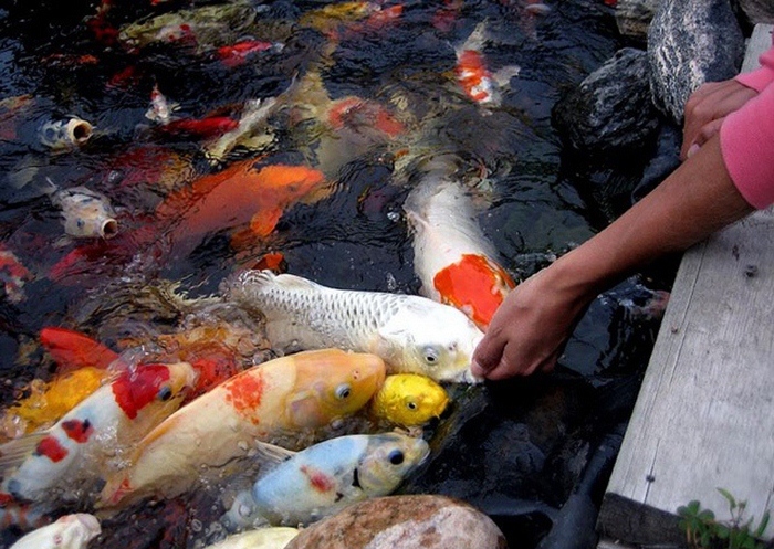 những bệnh thường gặp và cách phòng tránh để giữ cho cá koi 