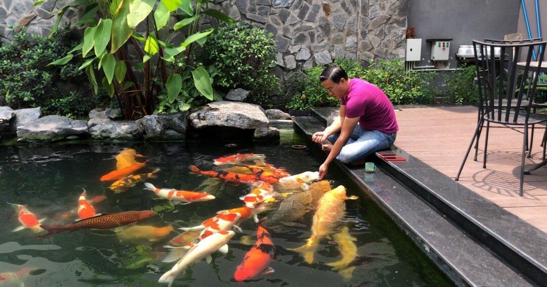 Cách chăm sóc cá Koi để nuôi cá khỏe mạnh và đẹp