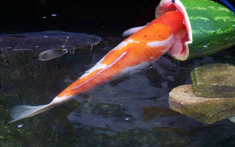 Cách chế biến thức ăn tự nhiên cho cá koi