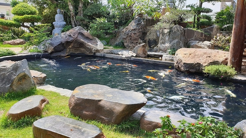Cách chọn vị trí và kích thước hồ cá koi