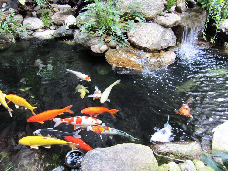 duy trì môi trường sống lý tưởng cho cá Koi