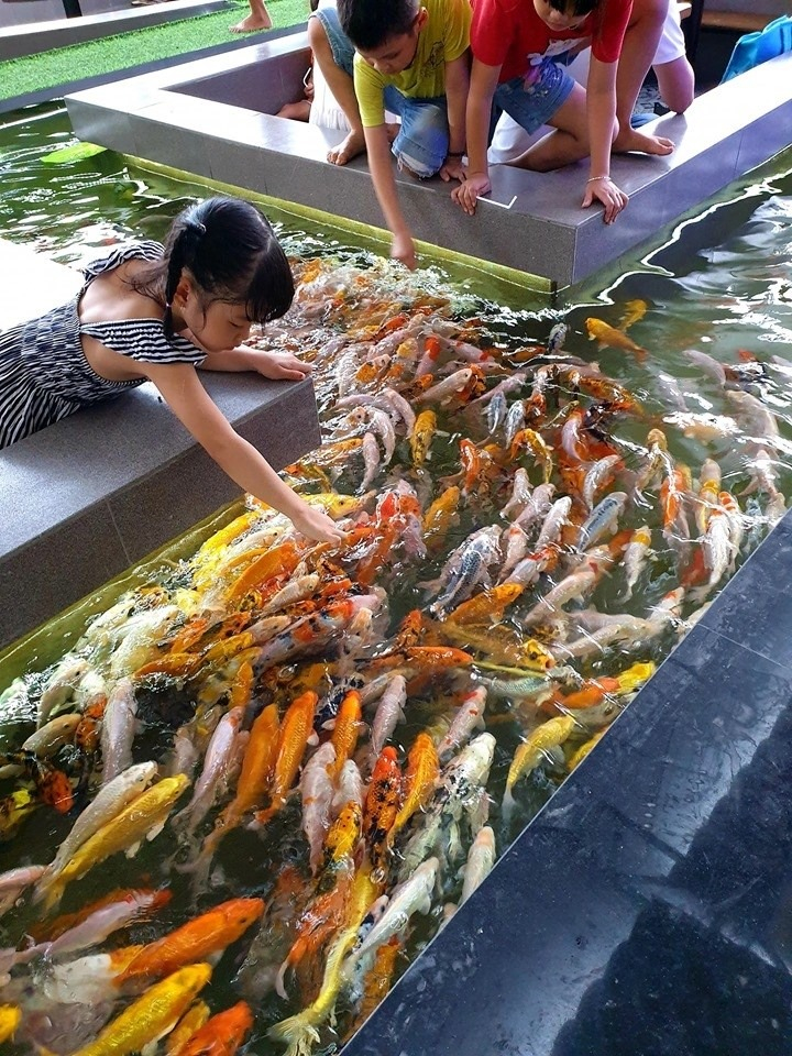 loại thức ăn phù hợp và cách dinh dưỡng cho cá koi.