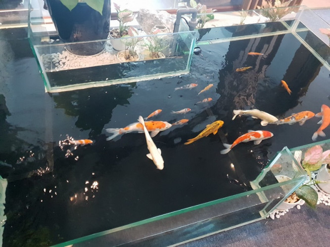 loại thức ăn phù hợp và cách dinh dưỡng cho cá koi.