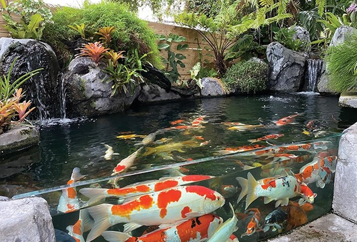 Hướng dẫn thiết kế hồ cá Koi và sử dụng chấm chống hồ cá Koi