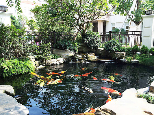 Hướng dẫn thiết kế hồ cá Koi và sử dụng chấm chống hồ cá Koi