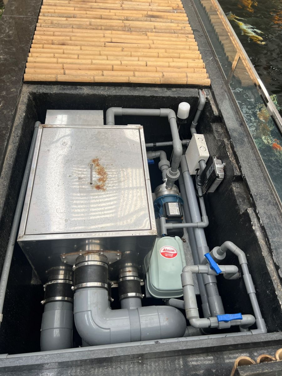 thiết kế thi công hồ cá Koi