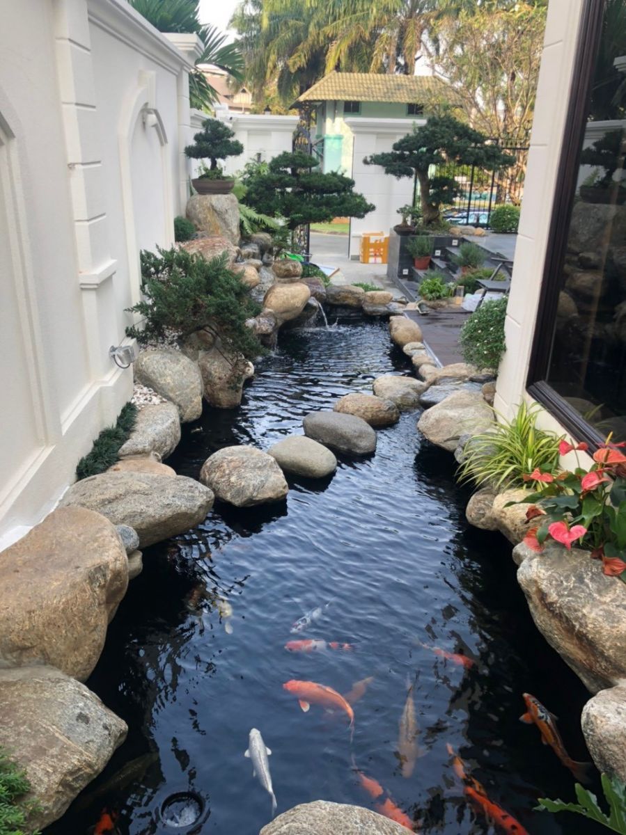 thiết kế thi công hồ cá Koi