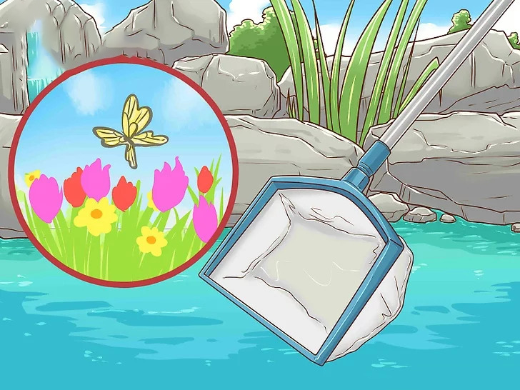 vệ sinh hồ cá koi bình dương