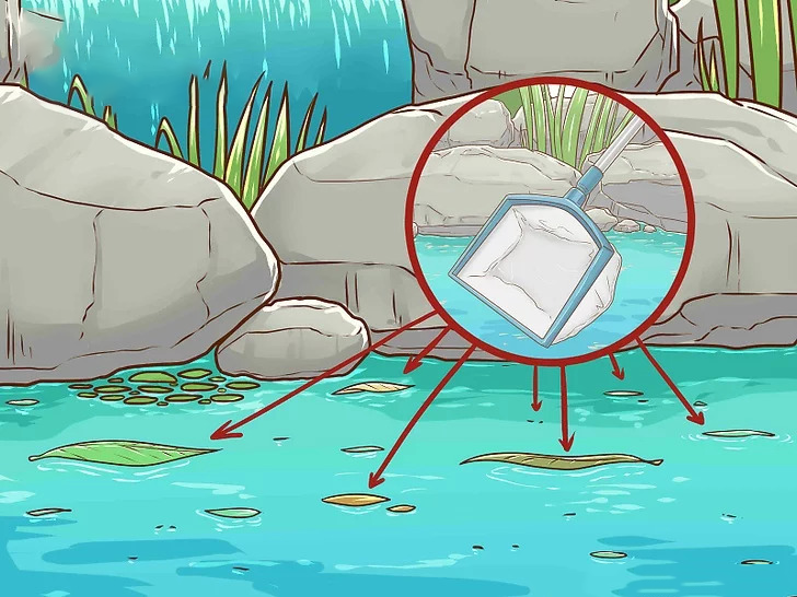 vệ sinh hồ cá koi bình dương